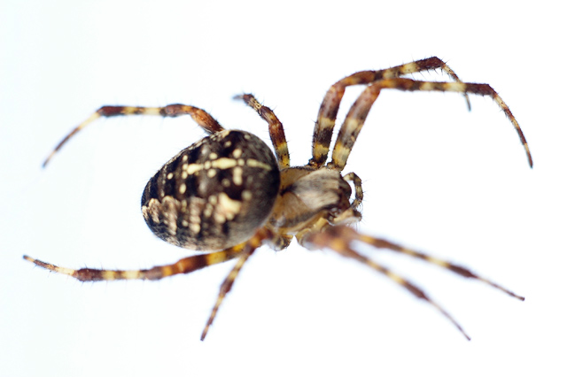 Garden Spider